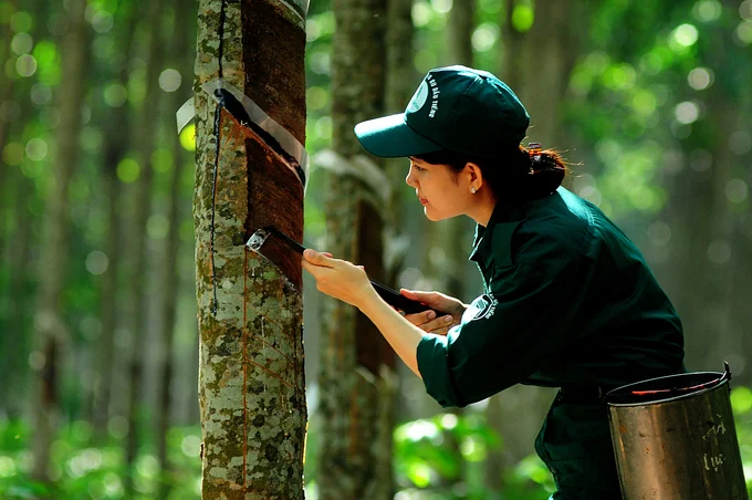 Giá cao su xuất khẩu tăng tháng thứ 8 liên tiếp, kỳ vọng nhóm doanh nghiệp cao su tăng tốc 